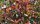 Glanzmispel, (Photinia fraseri), Sorte: Red Robin, im XXcm Topf, ca. 120cm hoch