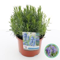 Lavendel, (Lavandula angustifolia), Sorte Munstead, im...