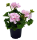 Geranie stehend, (Pelargonium zonale), Sorte: Gesa