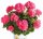 Geranie stehend, (Pelargonium zonale), Sorte: Hanna