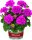 Geranie stehend, (Pelargonium zonale), Sorte: Katarina