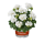 Geranie stehend, (Pelargonium zonale), Sorte: Lasse