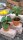Bio Australisches Zitronenblatt (Plectranthus species) im 12cm Topf