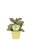 Bio Käsekraut, (Paederia lanuginosa), im 12cm Topf, 2 Pflanzen im Set