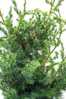 Grill-Wacholder, (Juniperus communis ’Meyer‘),  im 13cm Topf