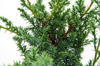 Grill-Wacholder, (Juniperus communis...