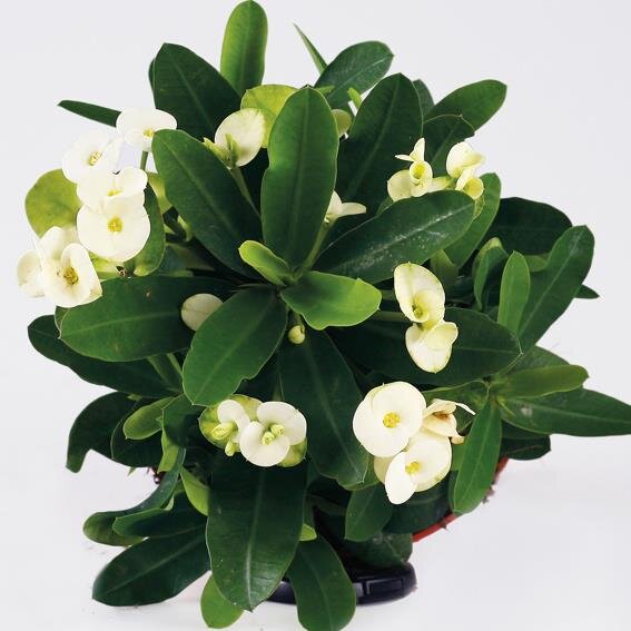 Christusdorn, (Euphorbia milii), Sorte: Hot Milii Weiß, im 12cm Topf
