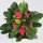 Christusdorn, (Euphorbia milii), Sorte: Hot Milii Hellrosa, im 12cm Topf