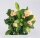 Christusdorn, (Euphorbia milii), Sorte: Hot Milii Creme, im 12cm Topf