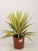 Kerzen-Palmlilie, (Yucca filamentosa), Sorte: Color...