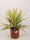Kerzen-Palmlilie, (Yucca filamentosa), Sorte: Color Guard,  im 20cm Topf, ca. 55cm hoch