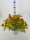 Spirea, (Spiraea japonica), Sorte: Double Play Big Bang, im 19cm Topf, ca. 35cm hoch