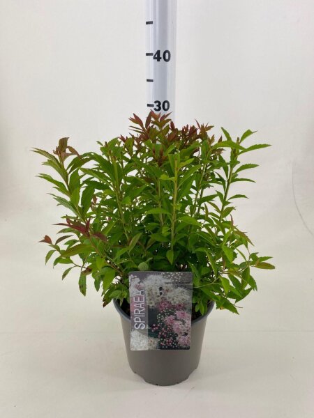 Spirea, (Spiraea japonica), Sorte: Genpei, im 19cm Topf, ca. 35cm hoch