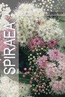 Spirea, (Spiraea japonica), Sorte: Genpei, im 19cm Topf, ca. 35cm hoch
