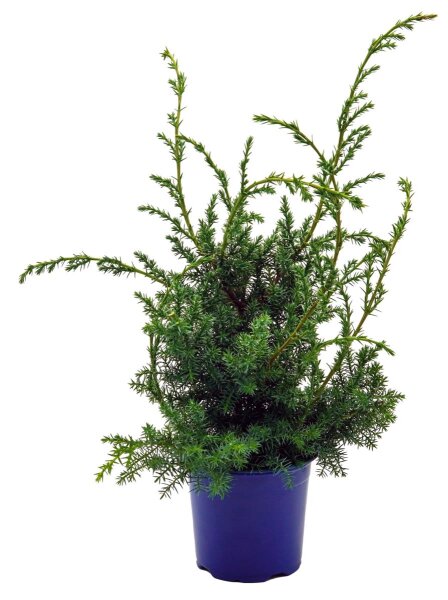 Grill-Wacholder, (Juniperus communis ’Meyer‘),  im 11cm Topf