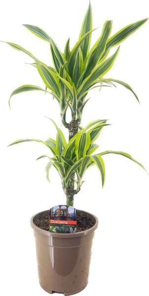Drachenbaum, (Dracaena Hybride), Sorte: Lemon Toy, im 17cm Topf, ca. 70cm hoch, mit 2 Stämmen ca 15 und 45cm hoch