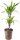 Drachenbaum, (Dracaena Hybride), Sorte: Lemon Toy, im 17cm Topf, ca. 70cm hoch, mit 2 Stämmen ca 15 und 45cm hoch