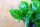 Efeutute, Scindapsus im 12cm Topf  Sorte: Global Green (Epipremnum aureum)