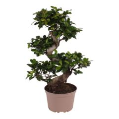 Ficus Ginseng, (Ficus microcarpa), Sorte: Ginseng als S-Form, im 22cm Topf, ca. 70cm hoch