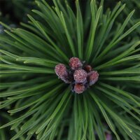 Kugel-Kiefer, (Pinus mugo), Sorte: Mops, im 19cm Topf, ca. 25cm hoch