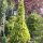 Gelbe Gartenzypresse, (Chamaecyparis lawsoniana), Sorte: Ivonne, im 19cm Topf, ca. 50cm hoch