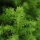 Japanische Sicheltanne, (Cryptomeria japonica), Sorte: Vilmoriniana, im 19cm Topf, ca. 25cm hoch