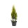 Gelber Lebensbaum, (Thuja occidentalis Platycladus), Sorte: Aurea, im 19cm Topf, ca. 45cm hoch