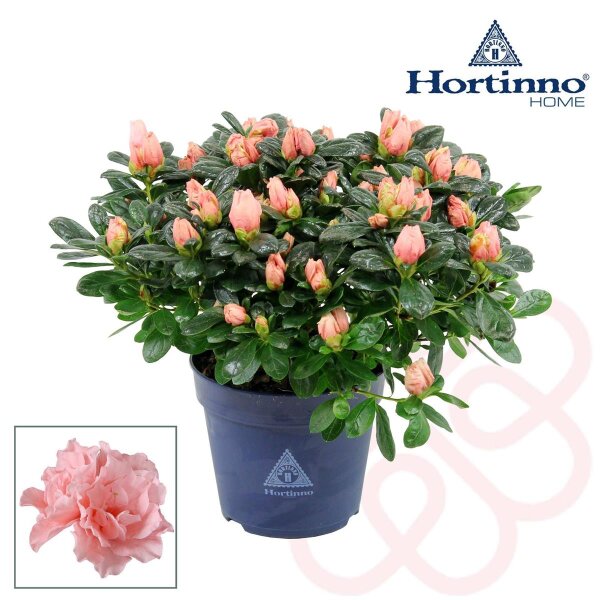 Zimmer Azalee, (Rhododendron-Simsii-Hybride), Sorte: Christine Belli Matton rosa, im ca. 13cm Topf, ca. 25cm hoch