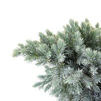 Blauer Zwerg-Wacholder, (Juniperus squamata), Sorte: Blue Star, im 23cm Topf, ca. 30cm hoch