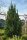 Gartenzypresse Wisselii, (Chamaecyparis lawsoniana), Sorte: Wisselii, im 19cm Topf, ca. 40cm hoch