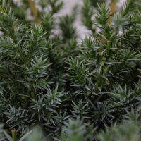 Chinesischer Wacholder, (Juniperus chinensis), Sorte:...