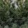 Chinesischer Wacholder, (Juniperus chinensis), Sorte: Blue Alps, im 23cm Topf, ca. 45cm hoch