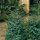 Chinesischer Wacholder, (Juniperus chinensis), Sorte: Blue Alps, im 23cm Topf, ca. 45cm hoch
