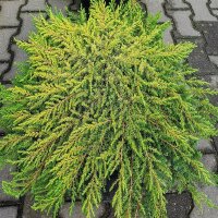 Gelber Teppichwacholder, (Juniperus communis), Sorte:...
