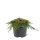 Gelber Teppichwacholder, (Juniperus communis), Sorte: Lemon Carpet, im 19cm Topf, ca. 35cm hoch