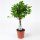 Ficus, (Ficus), Sorte: Moclame, als Stamm, im 17cm Topf, ca. 70cm hoch
