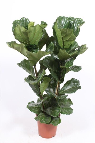 Geigenfeige, (Ficus lyrata), 2er Tuff im 27cm Topf, ca. 100cm hoch