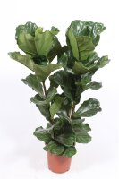 Geigenfeige, (Ficus lyrata), 2er Tuff im 27cm Topf, ca. 100cm hoch