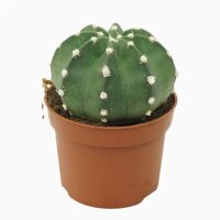 Kaktus (Echinops multiplex), im 10cm Topf, ca. 10cm hoch