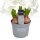 Hyazinthe, (Hyacinthus orientalis), 3 Zwiebel im 12cm Topf, Farbe weiss, Sorte: White Pearl