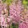 Hyazinthe, (Hyacinthus orientalis), 3 Zwiebel im 12cm Topf, Farbe rosa, Sorte: Pink Pearl