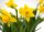 Zwerg Narzisse, (Narcissus), im 12cm Topf, Farbe: gelb, Sorte Tete à Tete