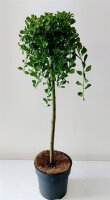 Zwergweide, (Salix arbuscula), im 19cm Topf, ca. 80cm hoch