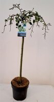 Zwergweide, (Salix arbuscula), im 19cm Topf, ca. 80cm hoch