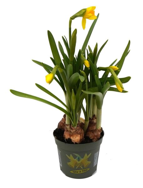 Zwerg Narzisse, (Narcissus), im 8,5cm Topf, Farbe: gelb, Sorte Tete à Tete, (3 Pflanzen im Set)