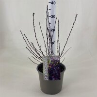 Fasanenspiere, (Physocarpus opulifolius), Sorte: All Black ® Minall2, im 19cm Topf, ca. 50cm hoch