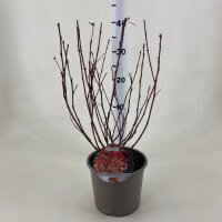Fasanenspiere, (Physocarpus opulifolius), Sorte: Diable dor ®, im 19cm Topf, ca. 50cm hoch
