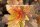 Fasanenspiere, (Physocarpus opulifolius), Sorte: Diable dor ®, im 19cm Topf, ca. 50cm hoch