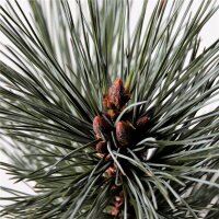 Nevada-Zirbelkiefer, (Pinus flexilis), Sorte: Vanderwolfs Pyramid, im 19cm Topf, ca. 35cm hoch
