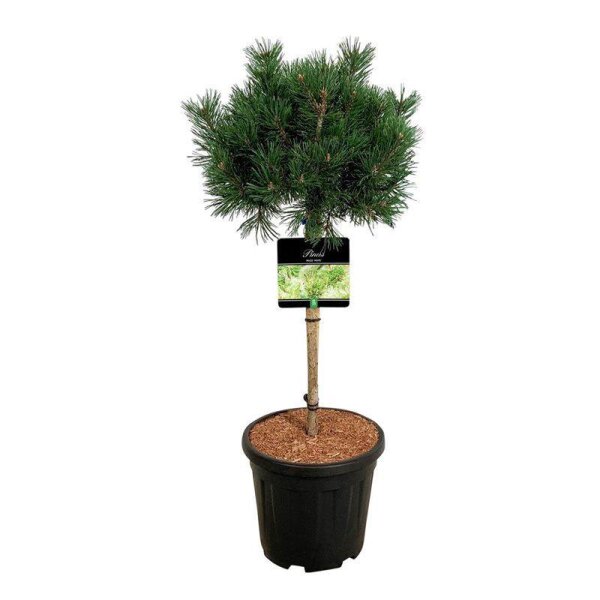 Kugel-Kiefer als Hochstamm, (Pinus mugo), Sorte: Mops, im 32cm Topf, ca. 90cm hoch